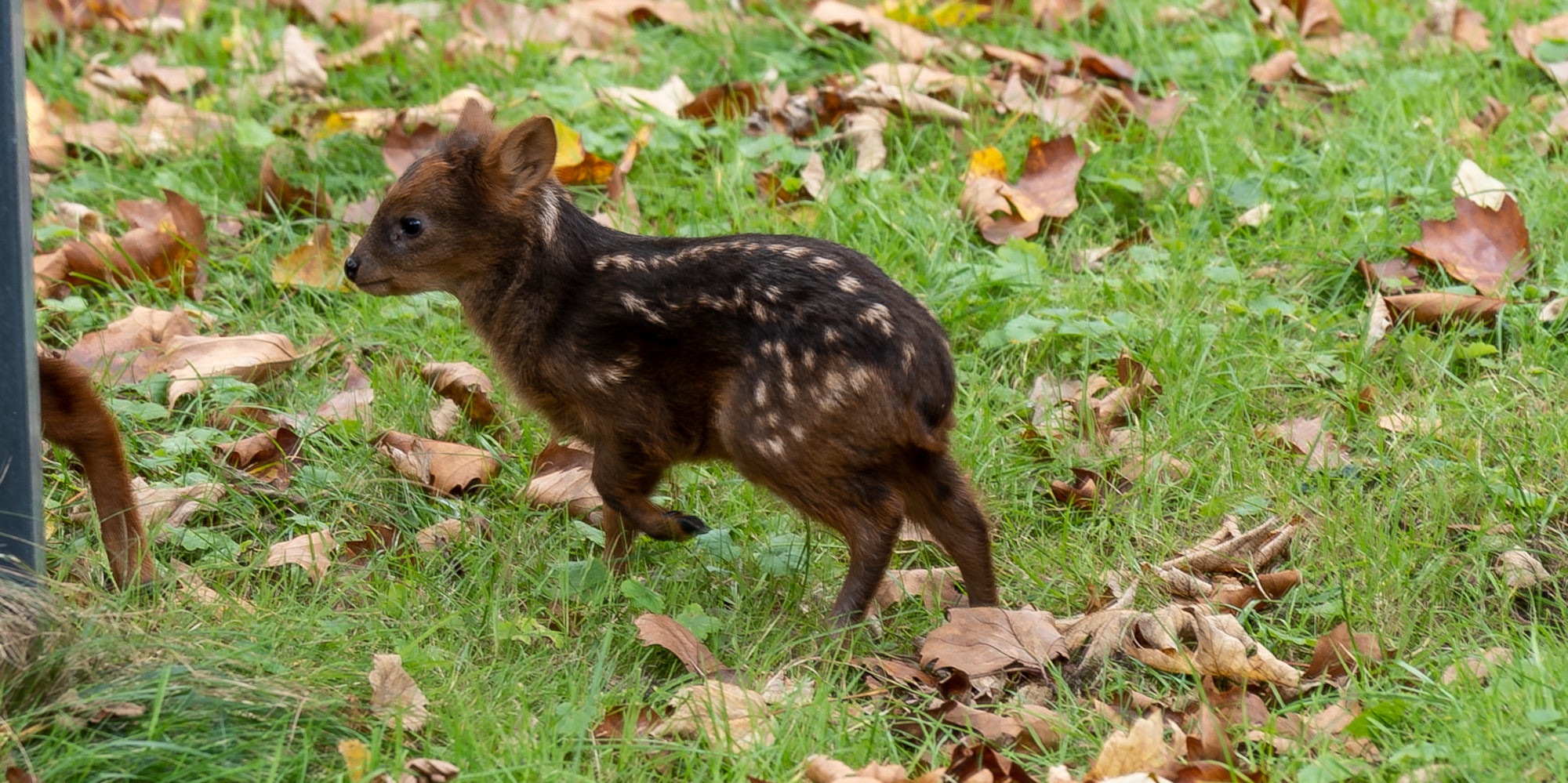 Pudu 3
