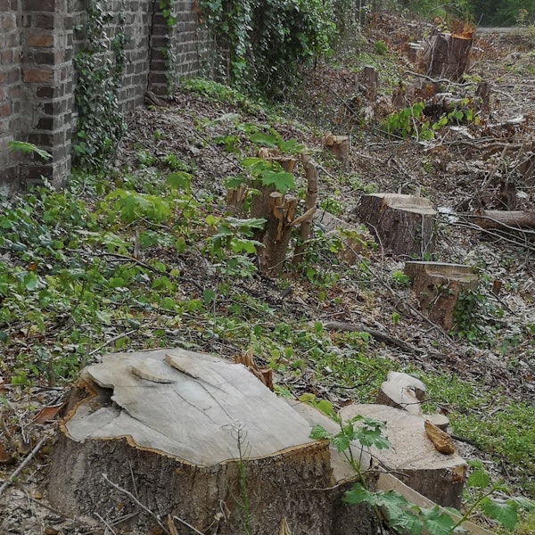 Gefällte Bäume auf Ville-Express-Gelände