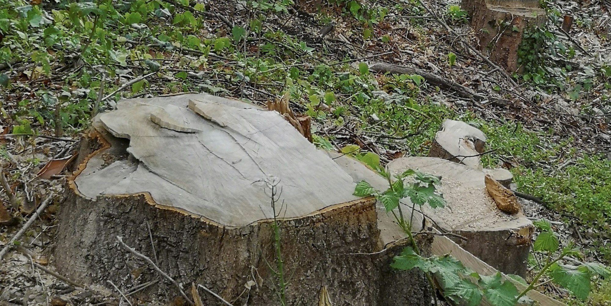 Gefällte Bäume auf Ville-Express-Gelände