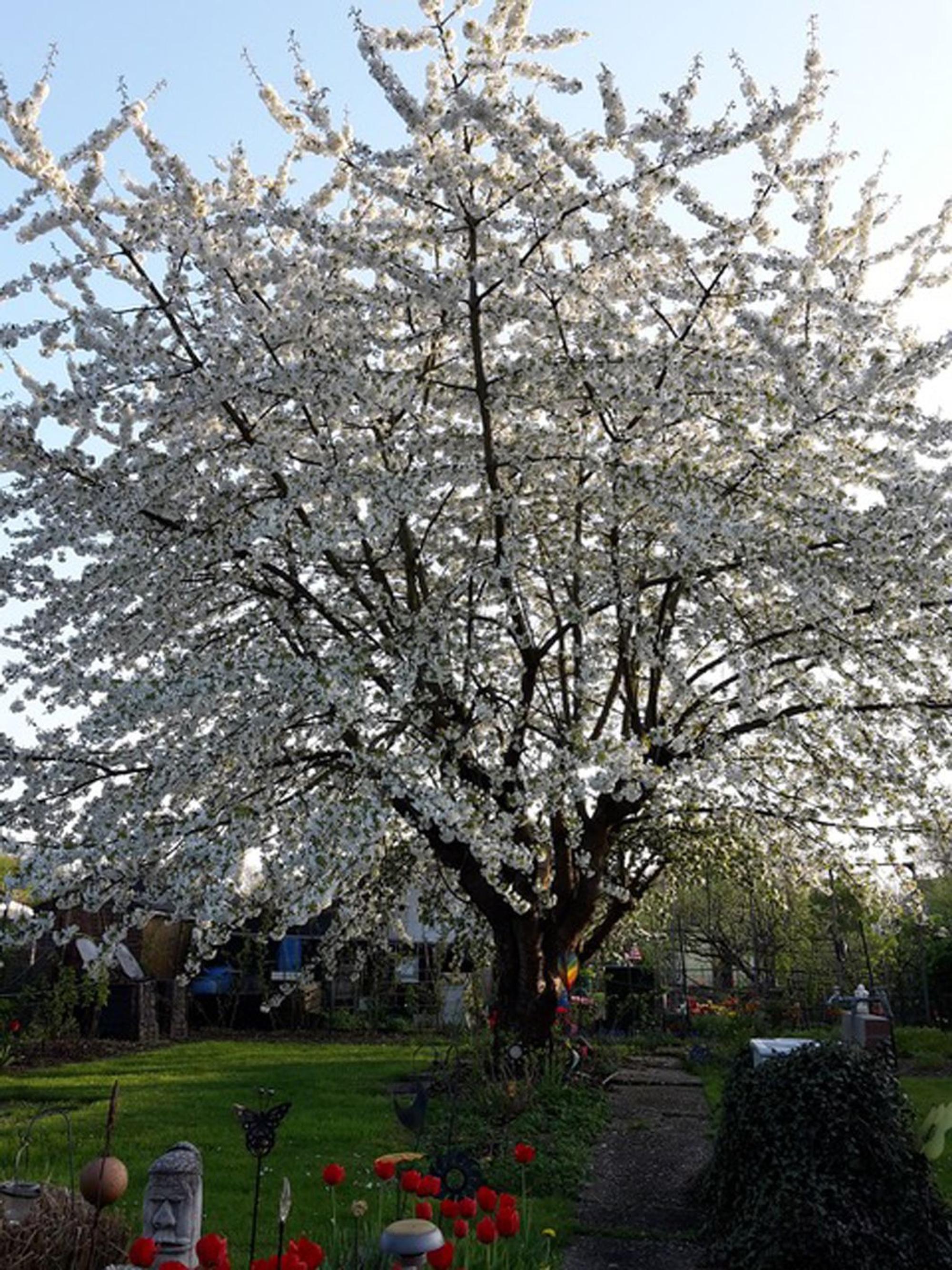 Kirschbaum_04.2017