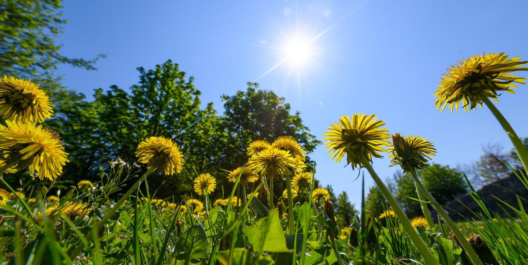 Sommer Symbolbild
