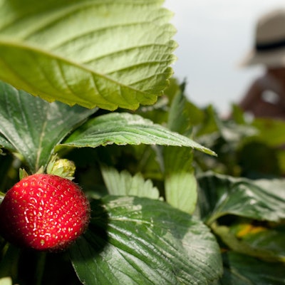 Erdbeeren auf dem Balkon