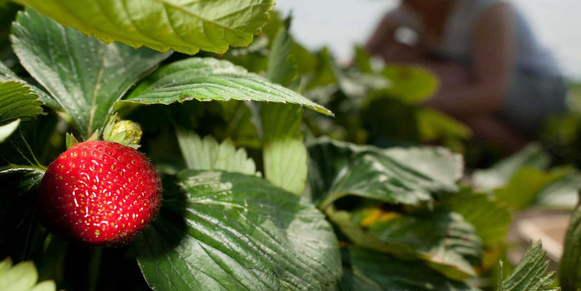 Erdbeeren auf dem Balkon