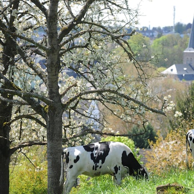 wu-schmuckbilder-leichlingen_(2)