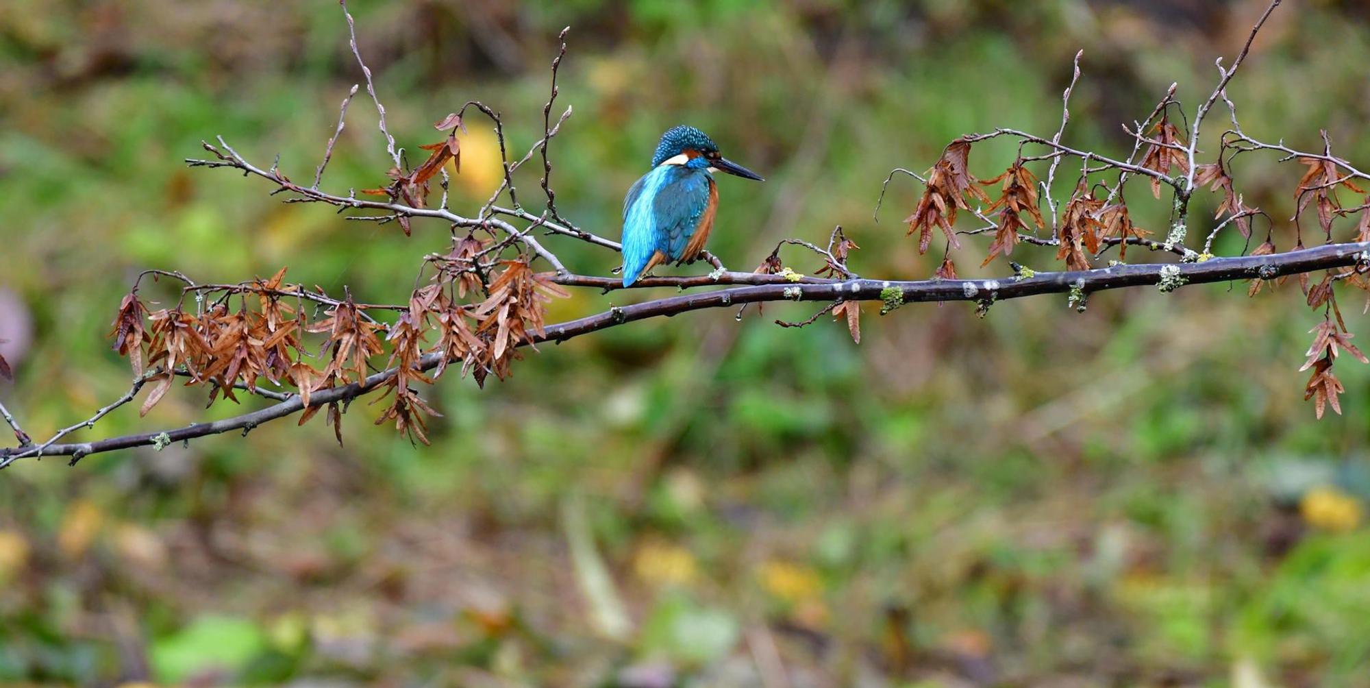 bl_eisvogel