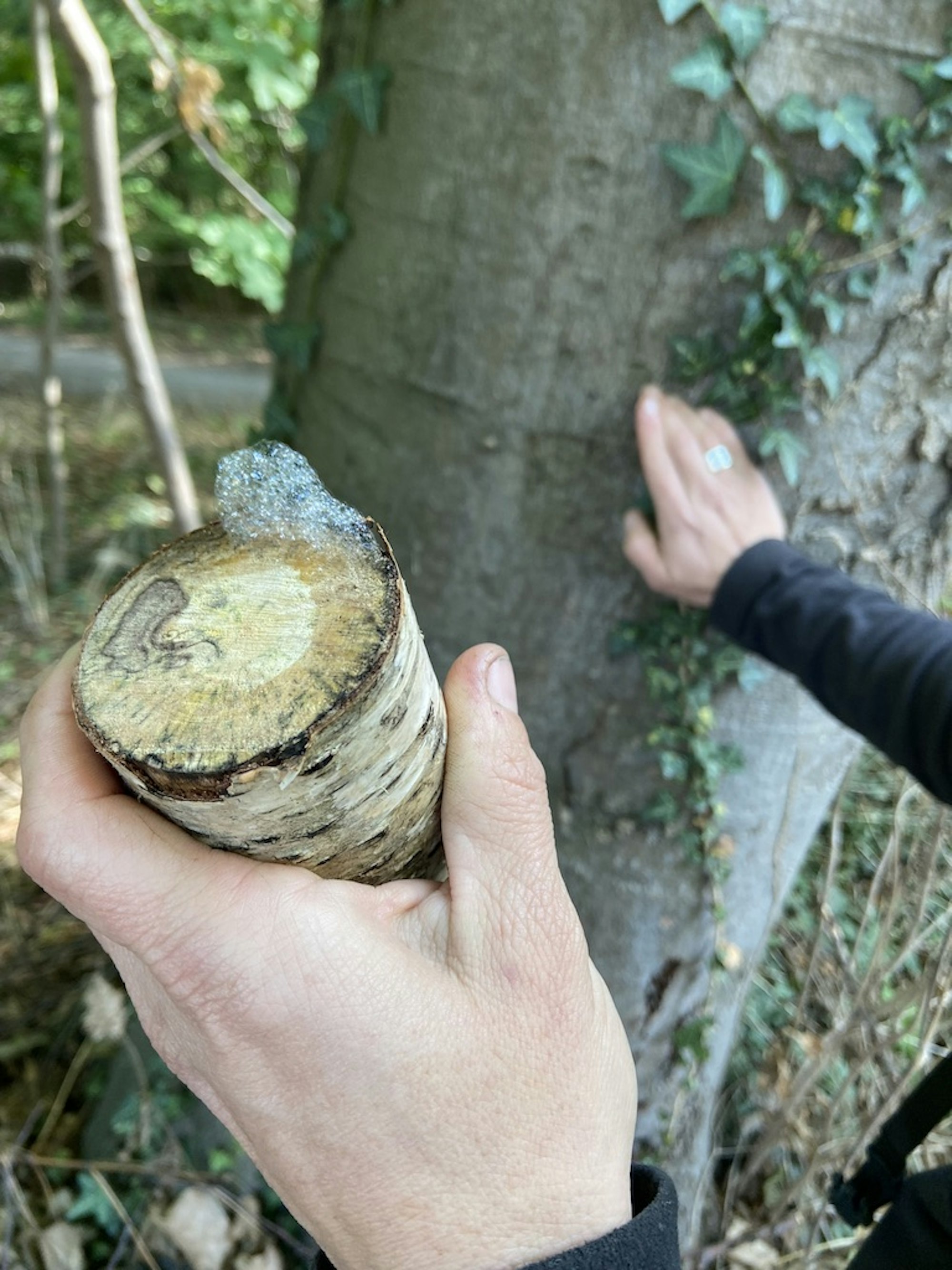 Hürth-Waldführungen_002