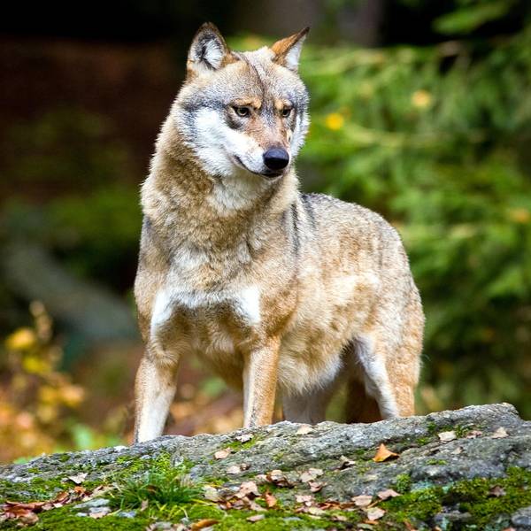 Wolf_Symbolbild