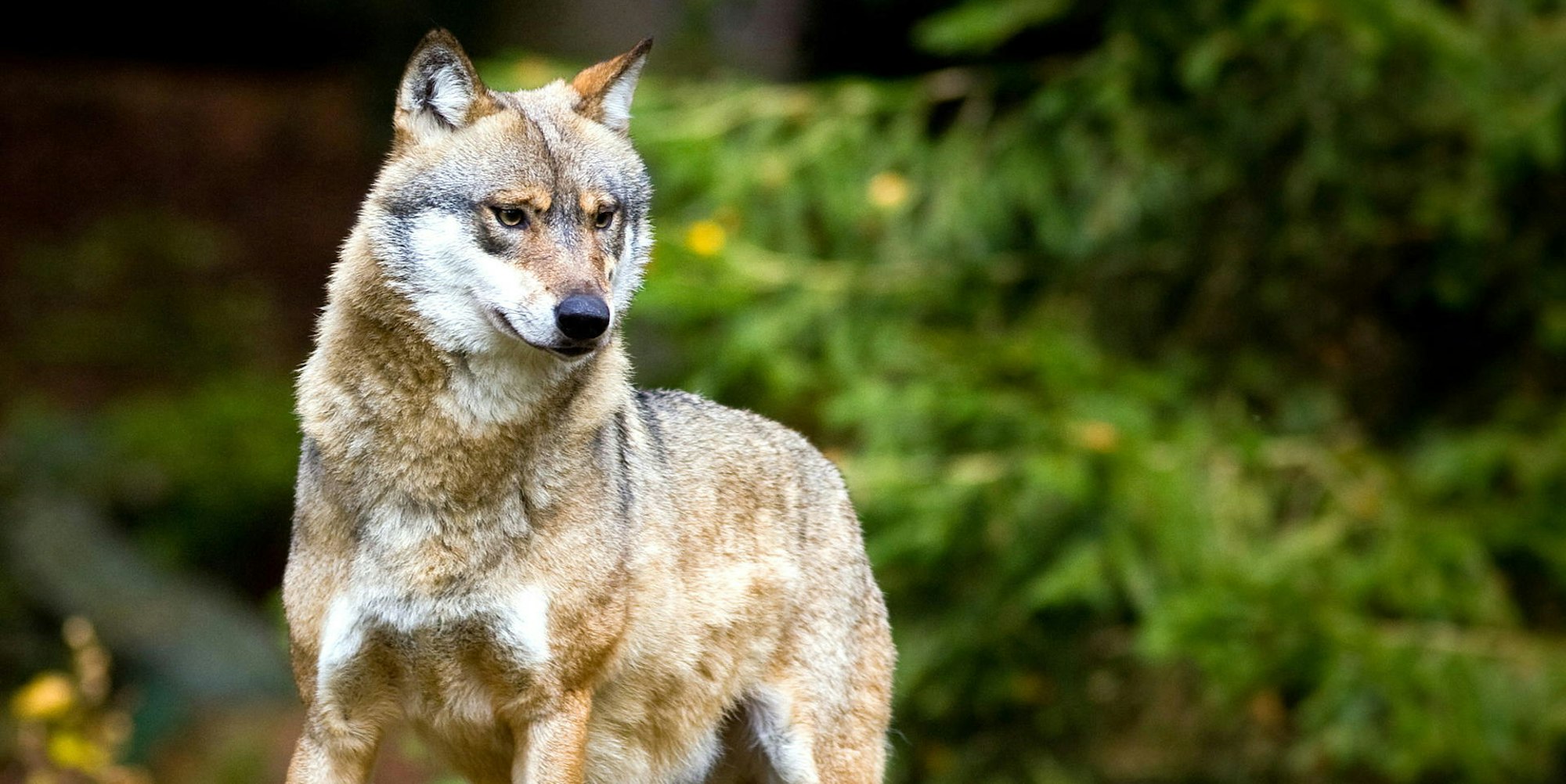 Wolf_Symbolbild