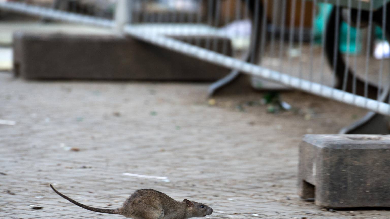 Ratte Symbolbild