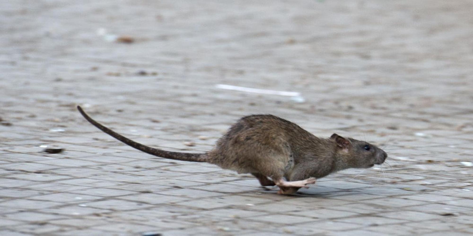 Ratte Symbolbild