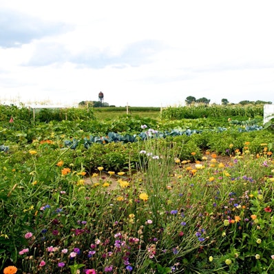 meine ernte _42_300dpi_Fotograf Tammo Ganders