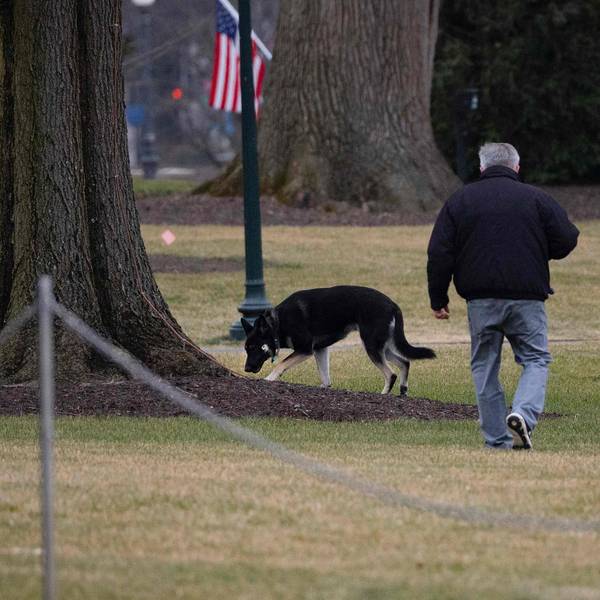 Champ und Major Hunde Biden