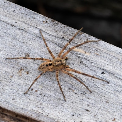 Nosferatu-Spinne dpa 100922