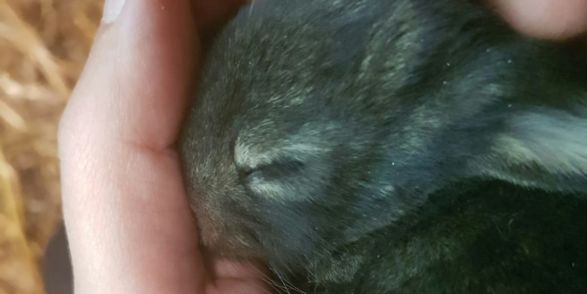 Riesenkaninchen_12 Tage alt