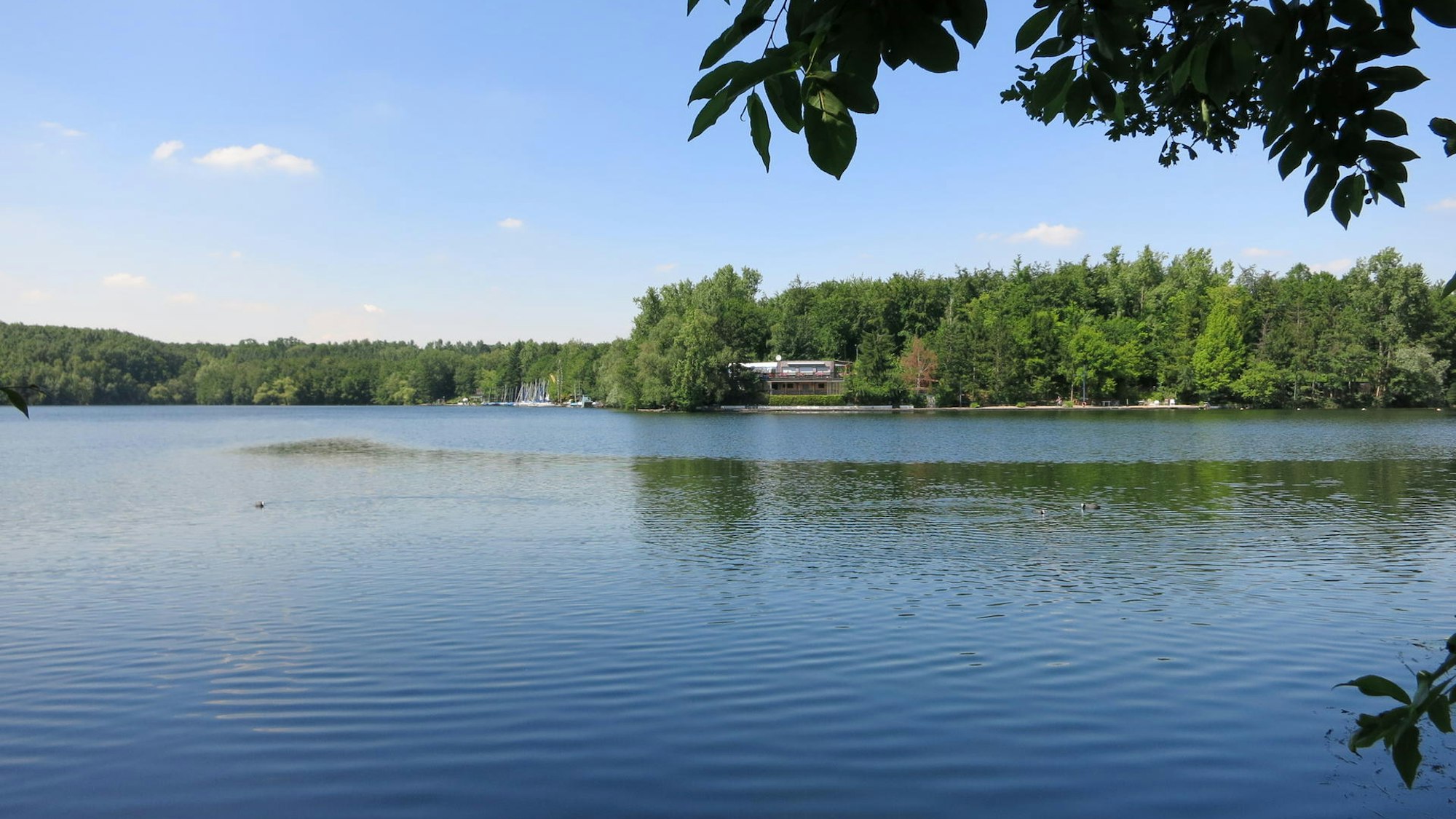 Blick auf einen See, grüner Wald auf der anderen Uferseite