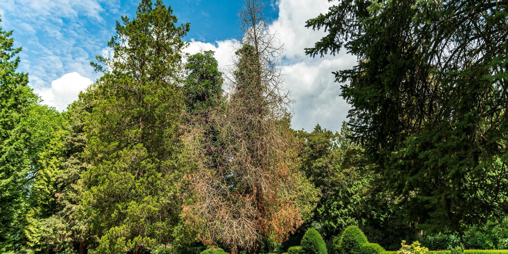 20200707-ARO-MuelheimerFriedhof-8