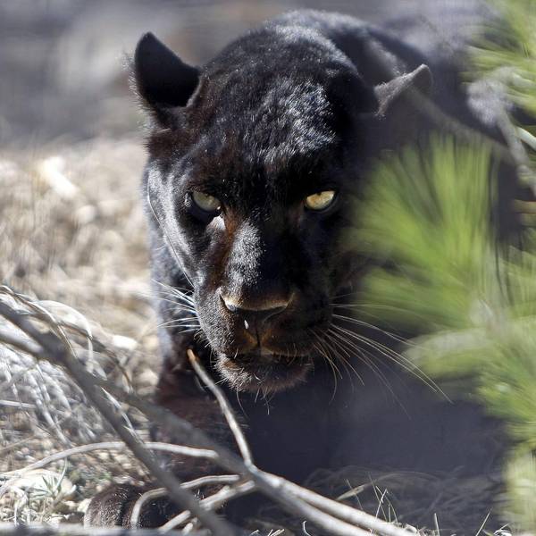 Panther Symbol