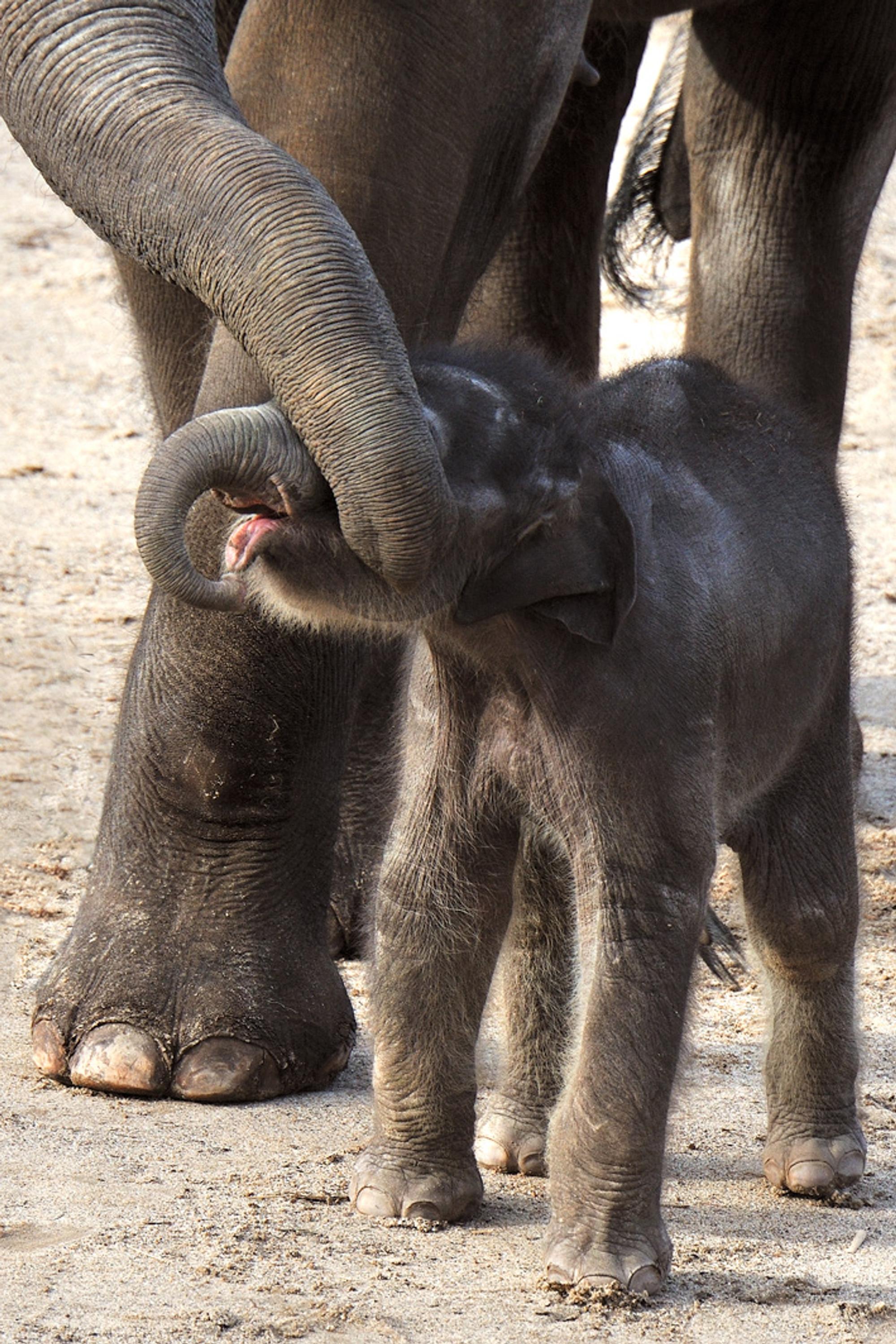 Elefant Rolf Schlosser_6