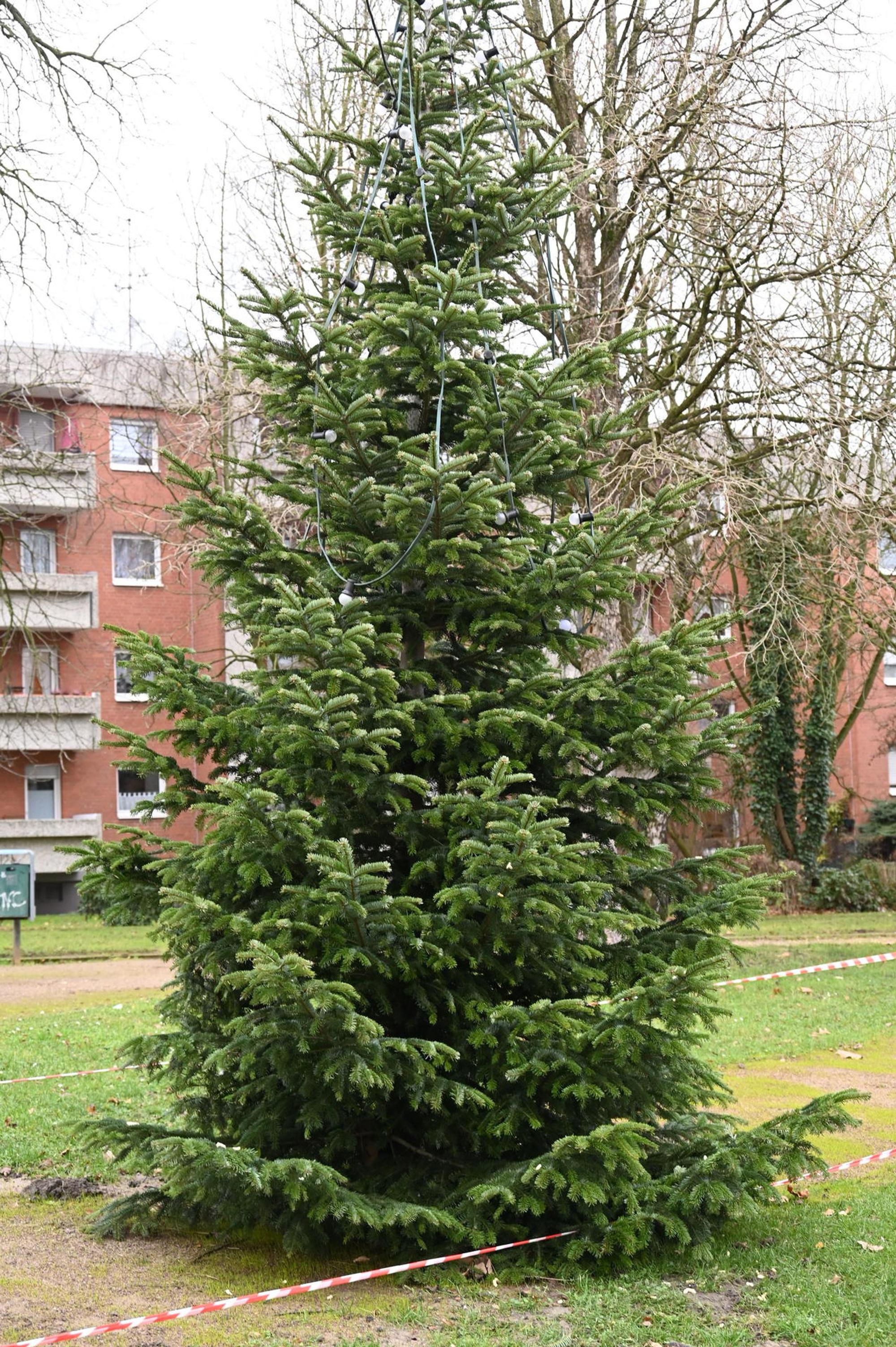 Trauriger_Weihnachtsbaum_Bergheim_Quadrath-Ichendorf_(1)