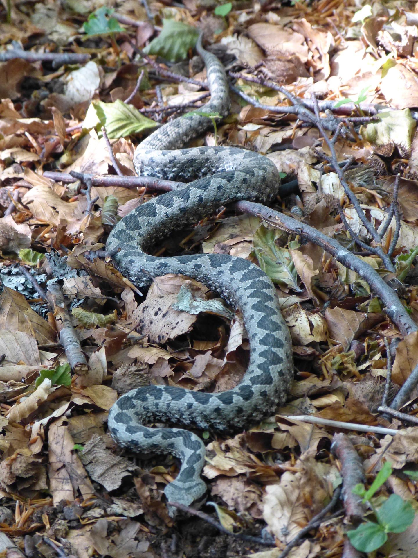 Hornviper