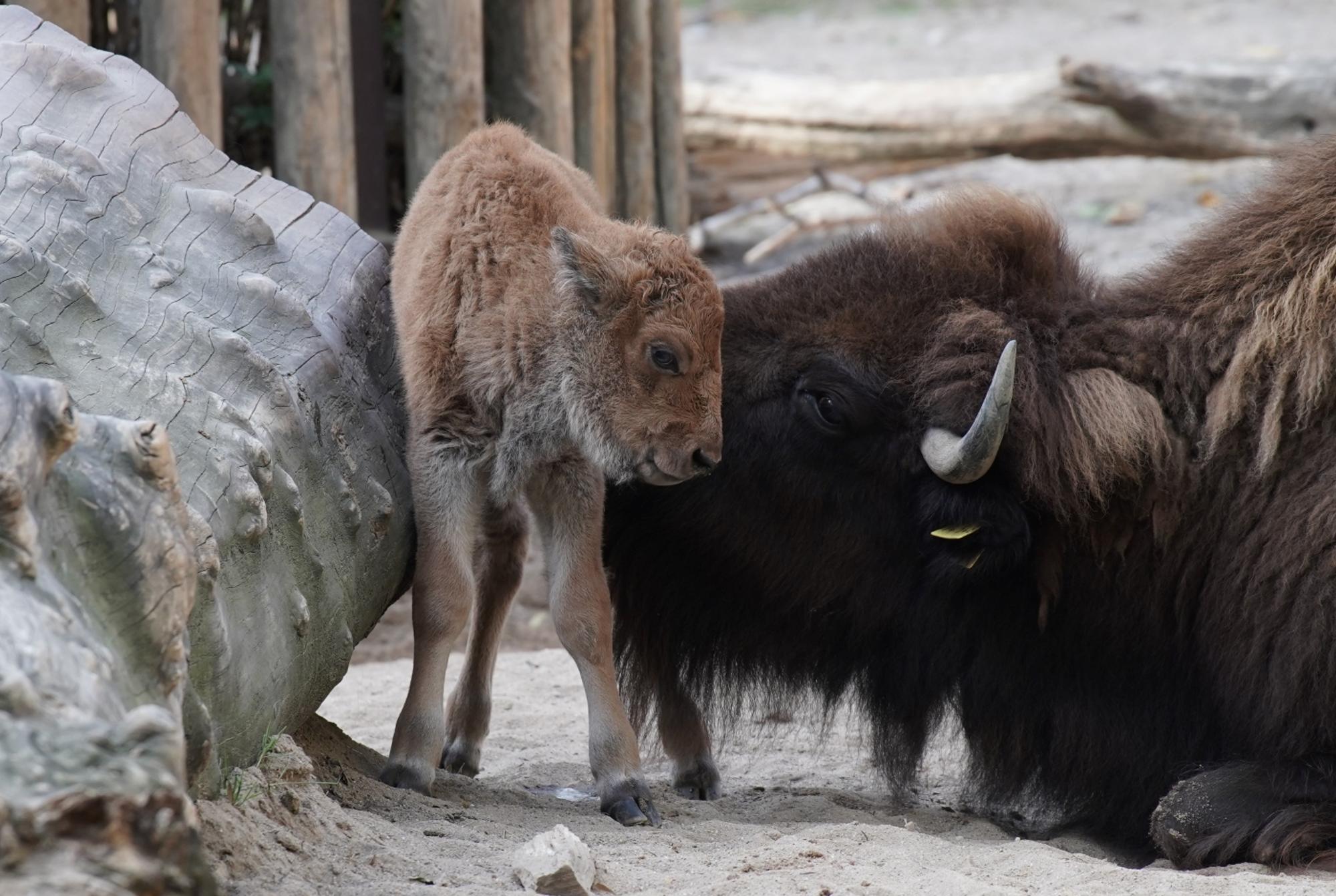 Zoo-Bisonbulle