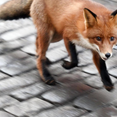 Fuchs Symbol DPA 070119