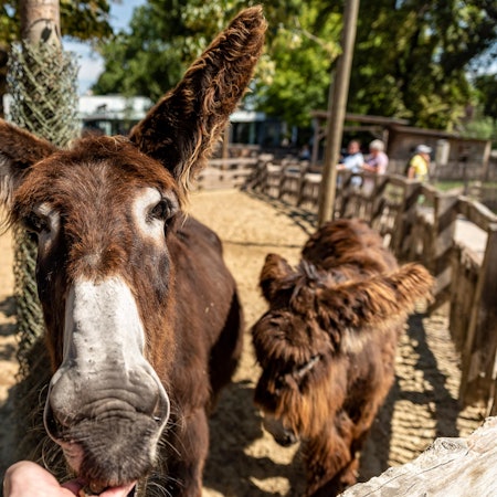 20200730-ARO-PoitouEselstuteZoo-15