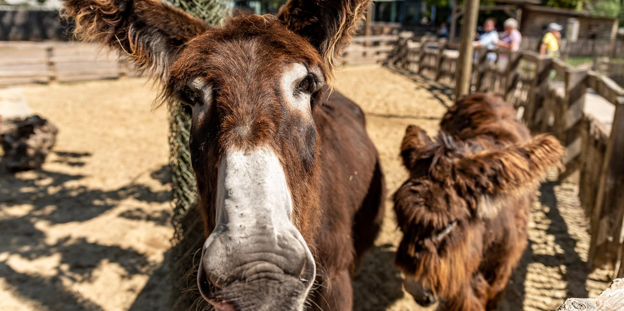 20200730-ARO-PoitouEselstuteZoo-15