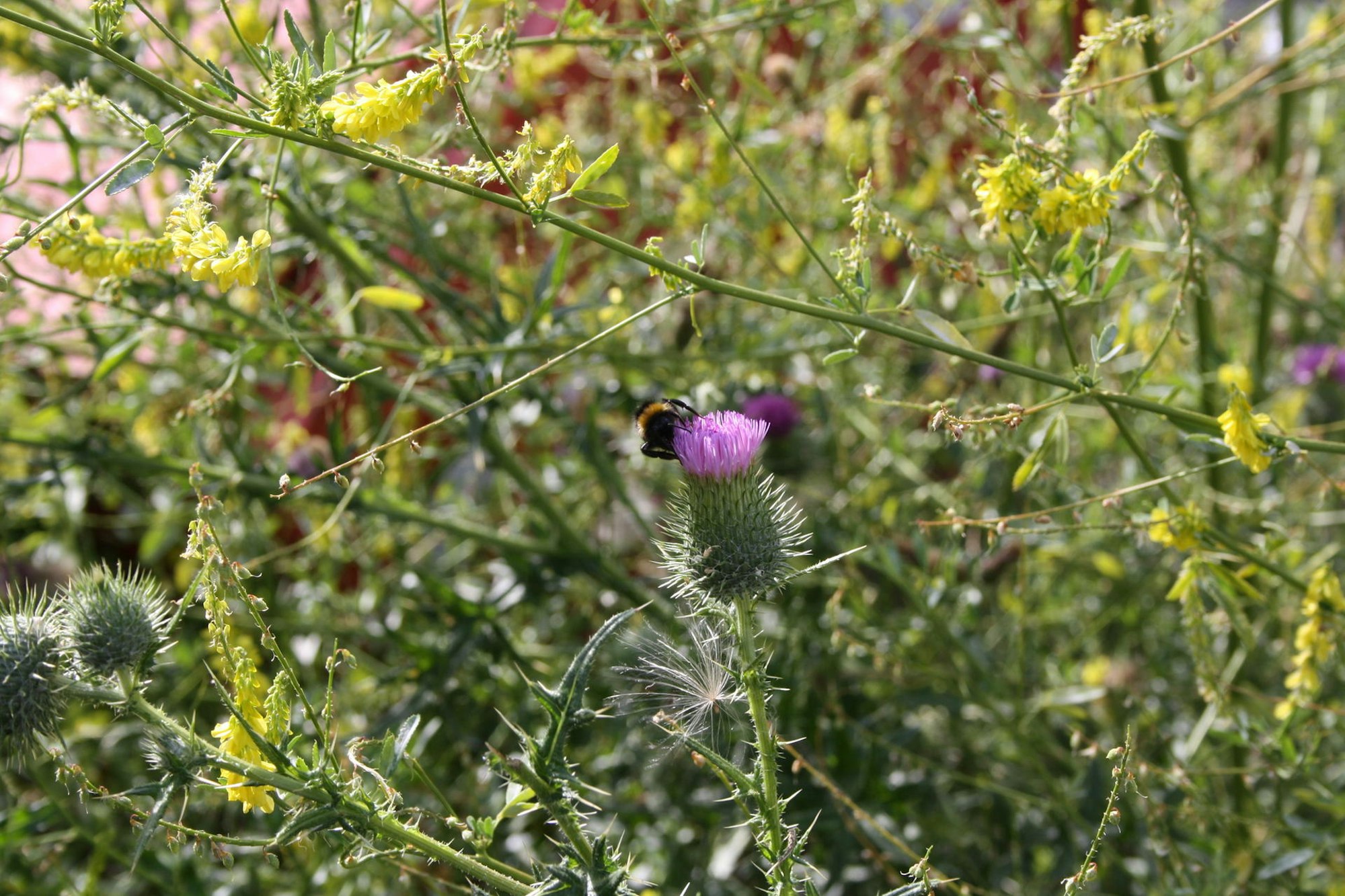Biene in Distel