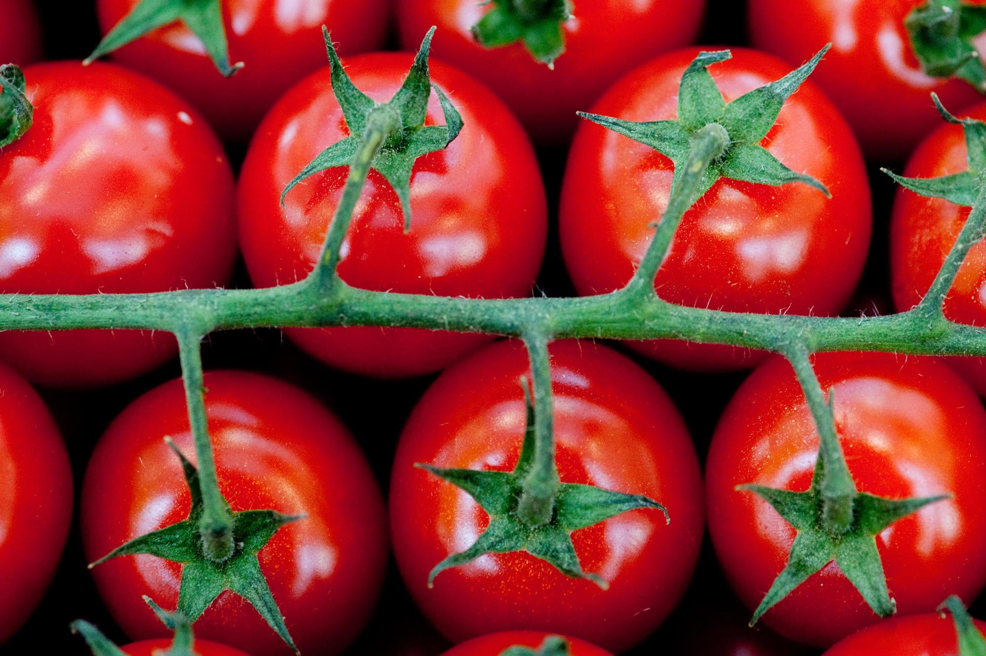 Tomaten am Strauch
