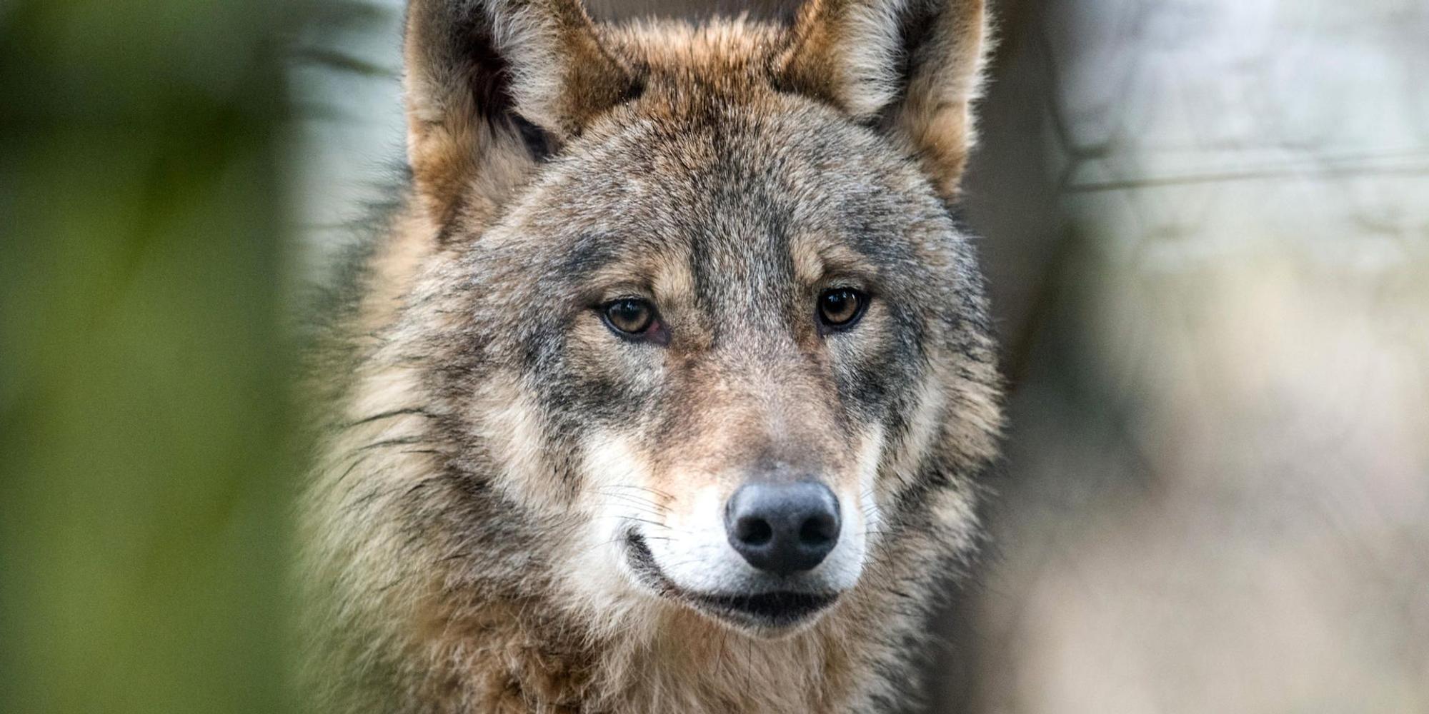 Wolf