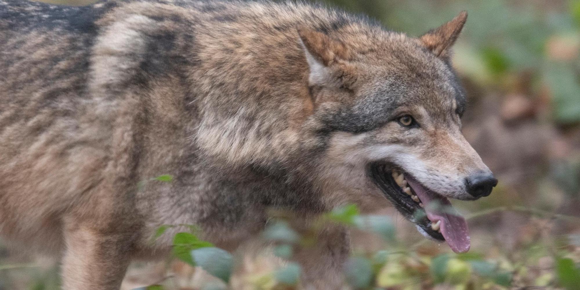 Wolf