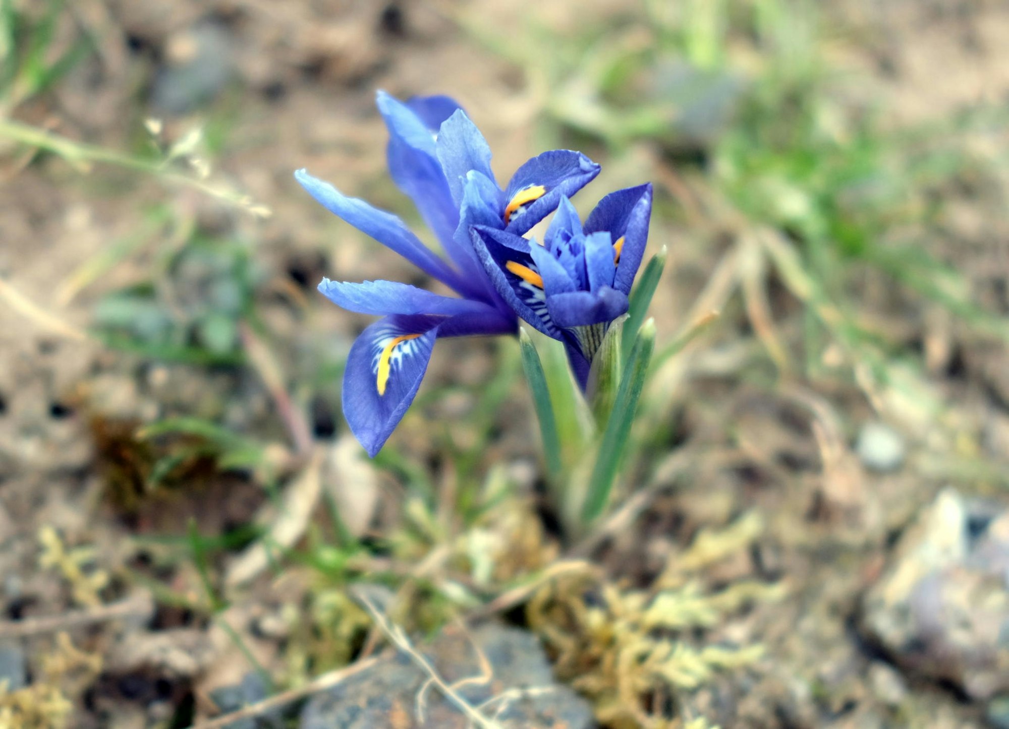 Garten im März Iris