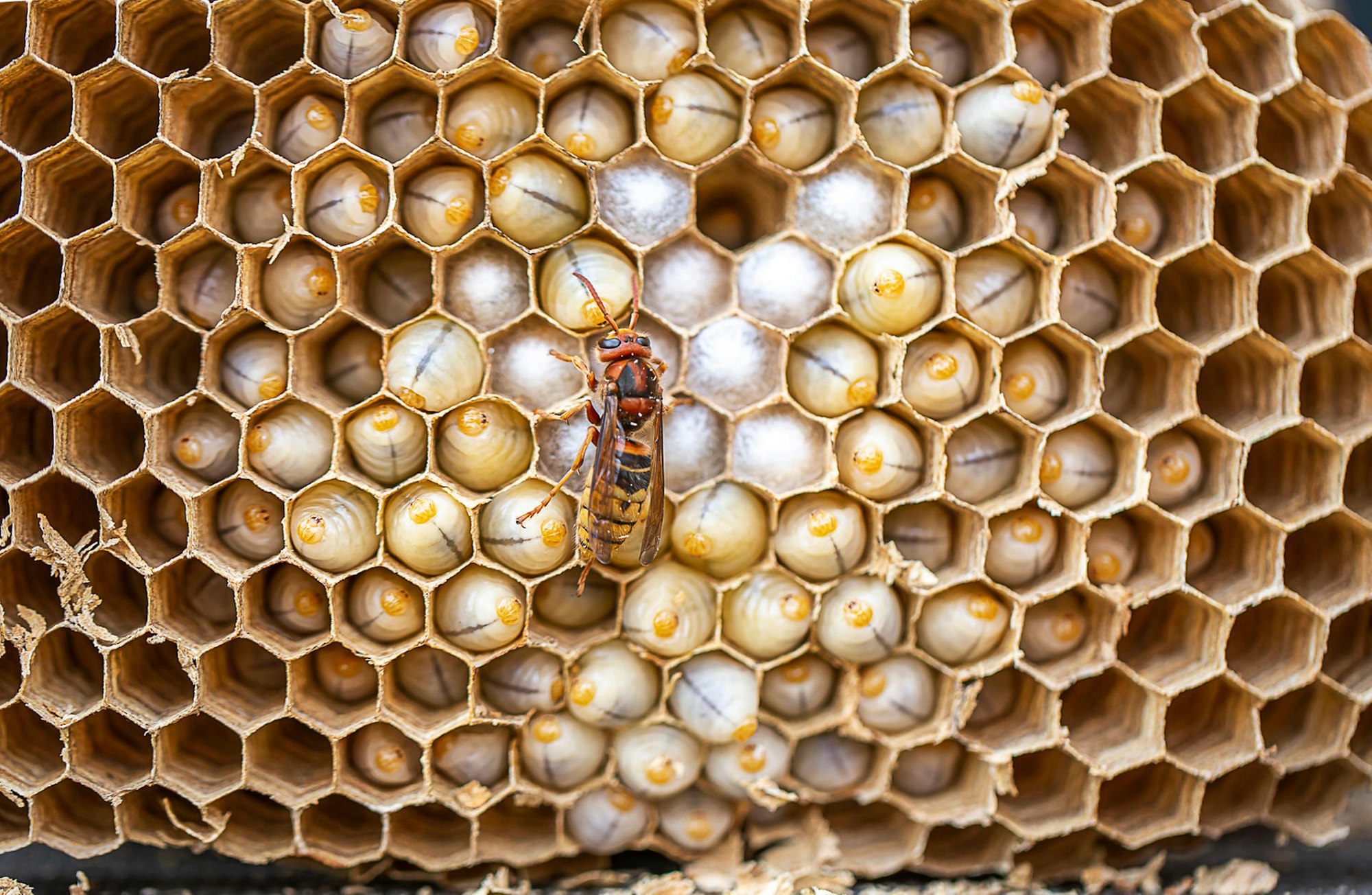 51-PanousiPhoto-IT8B8161