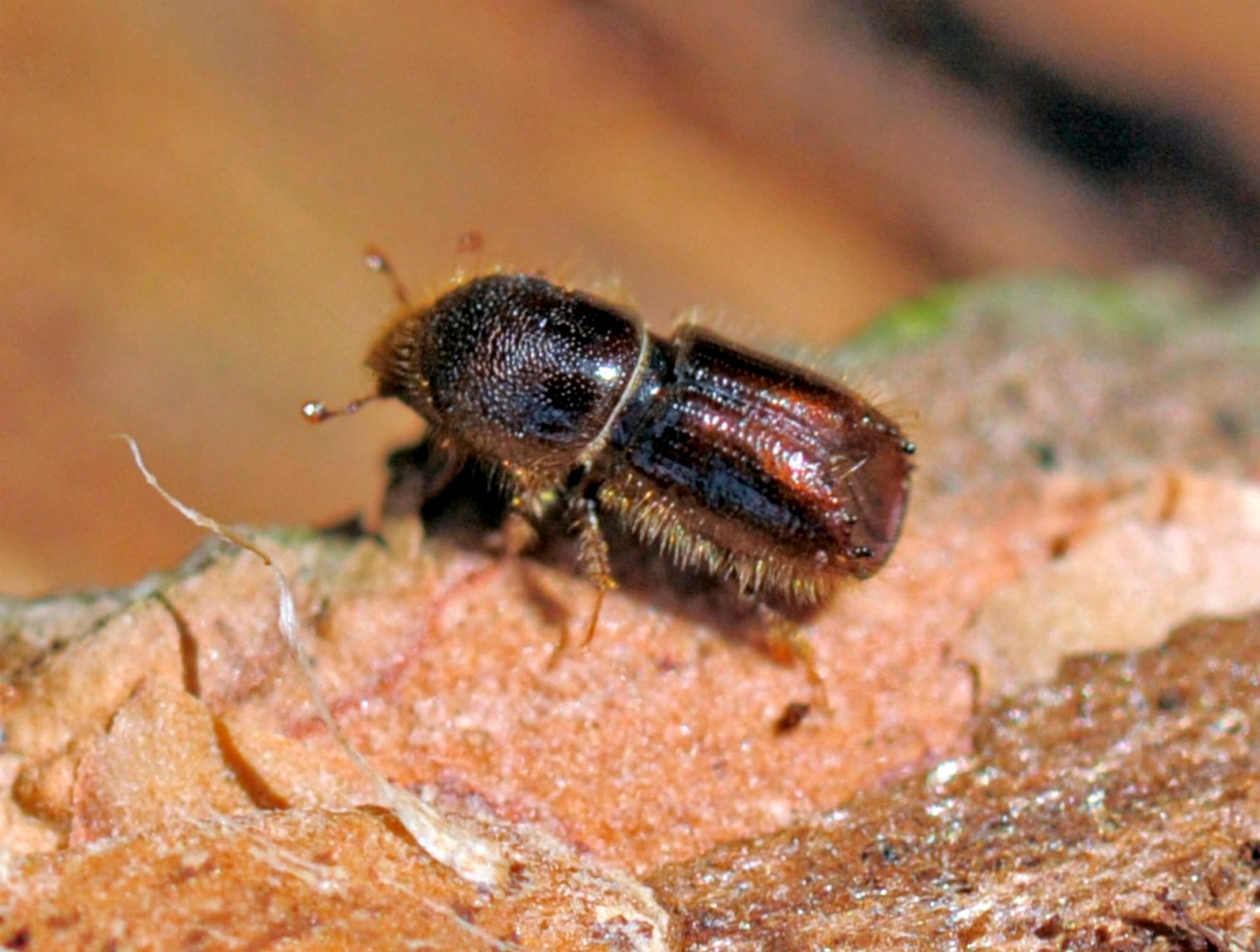 Borkenkäfer