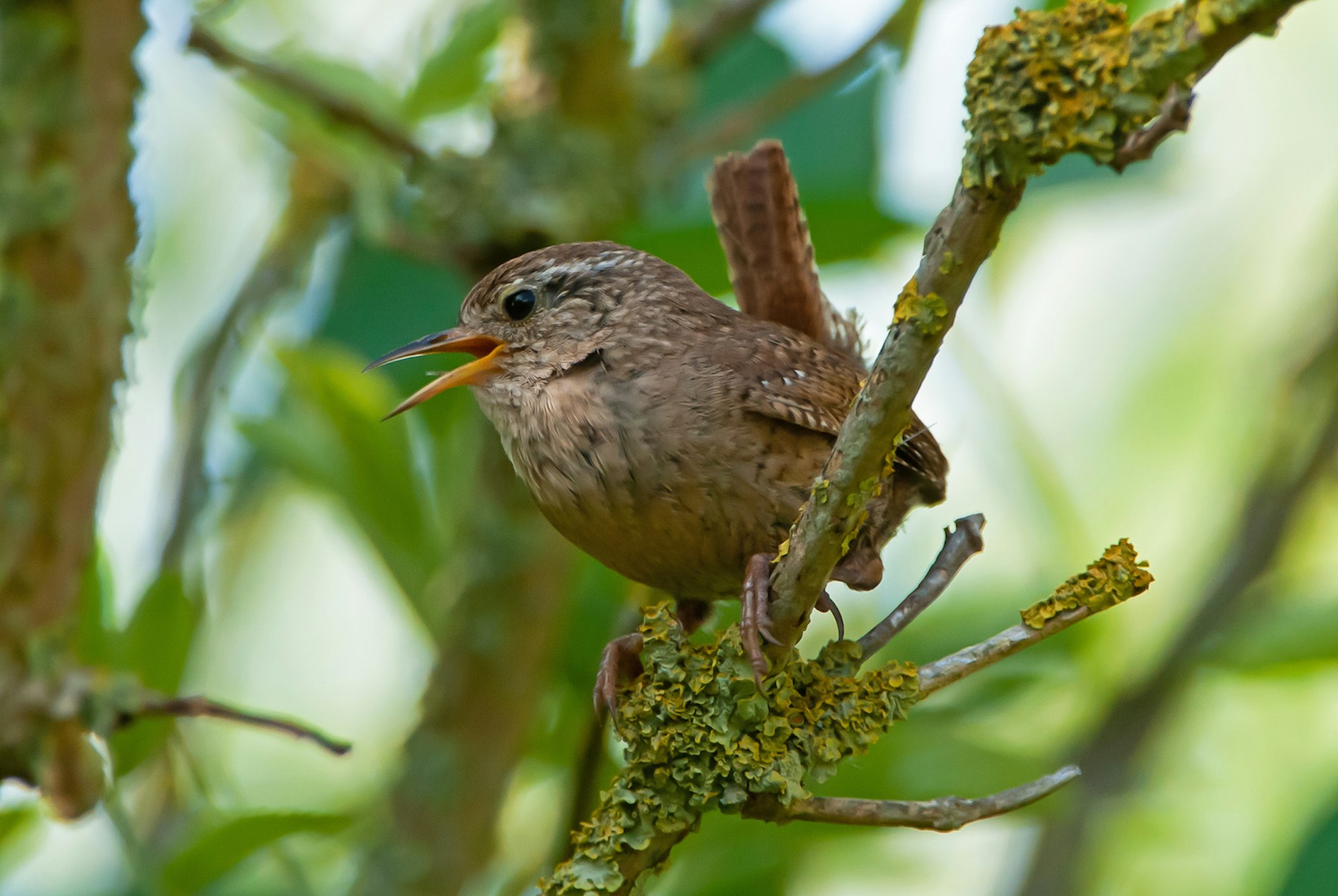 Zaunkoenig_Brinkmann_01