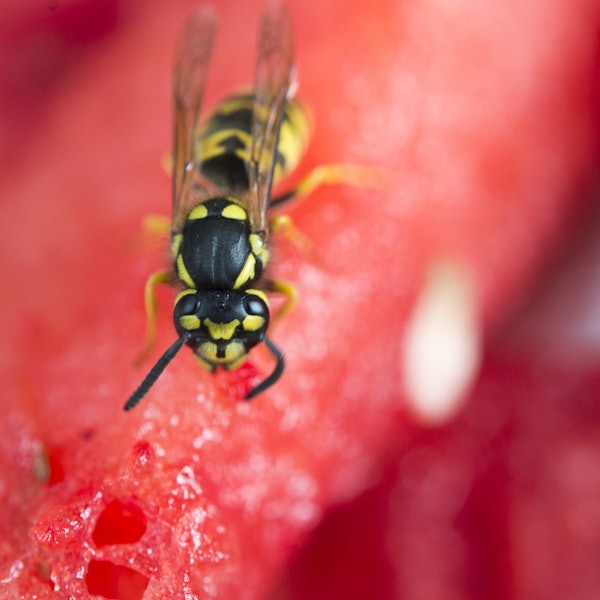 Insekten_Wespe_Symbol