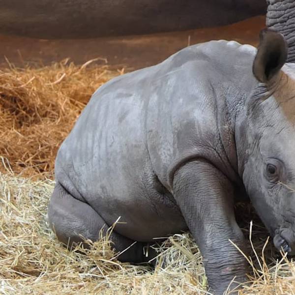 Nashorn ERFURT 030222