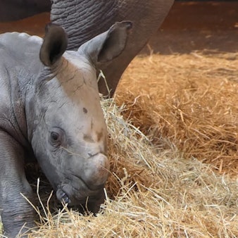 Nashorn ERFURT 030222