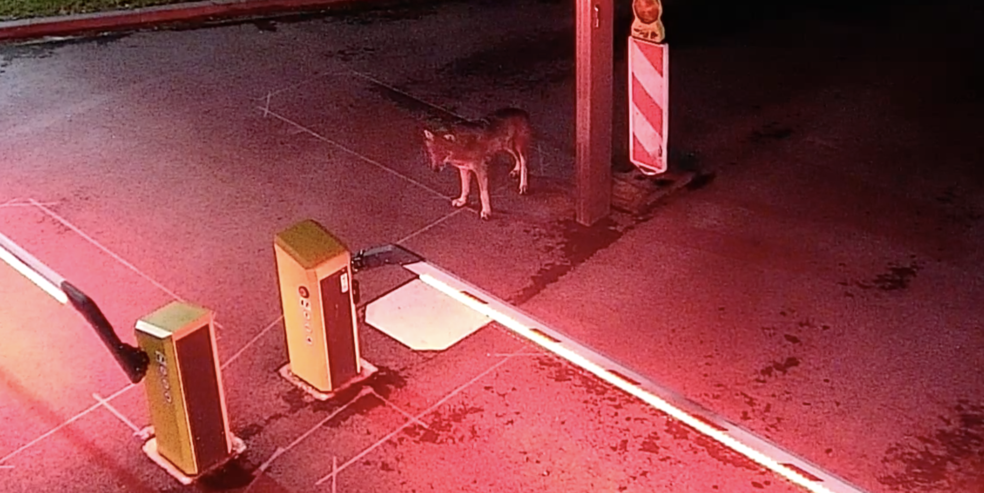 Wolf Rheinenergie