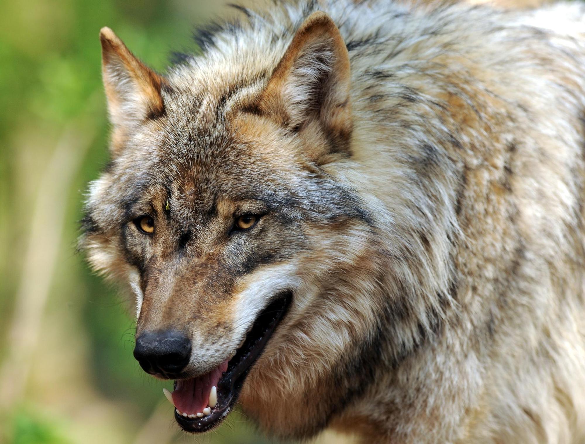 Wolf_DPA