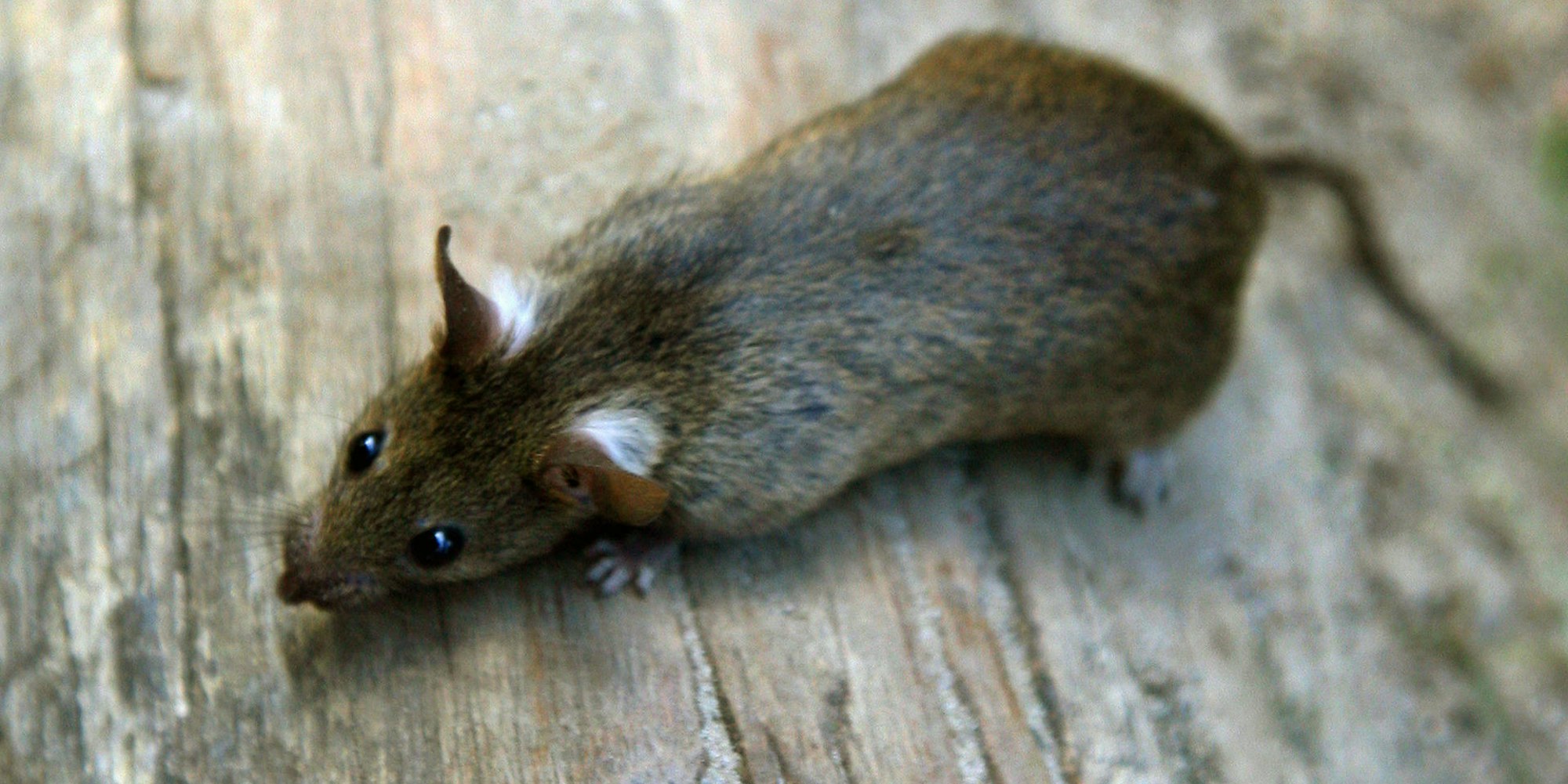 Ratte 180919