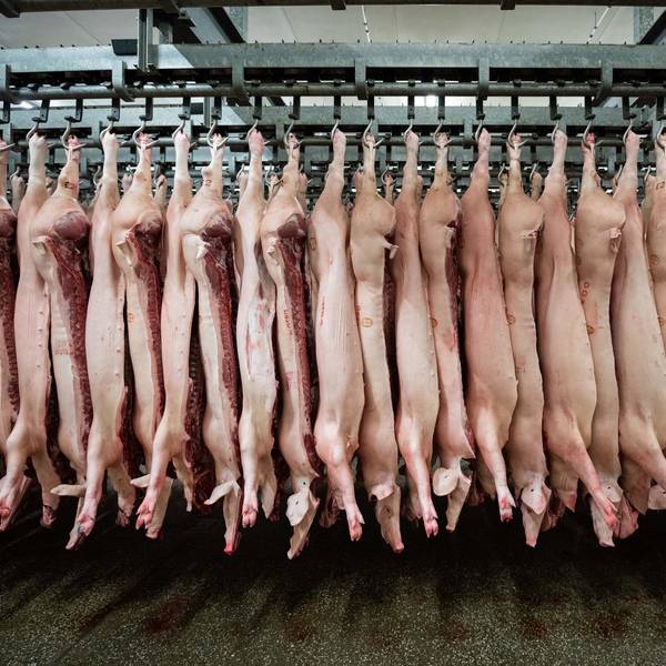 Schweine Schlachthof