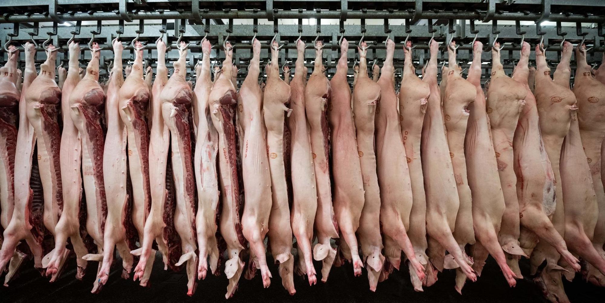 Schweine Schlachthof