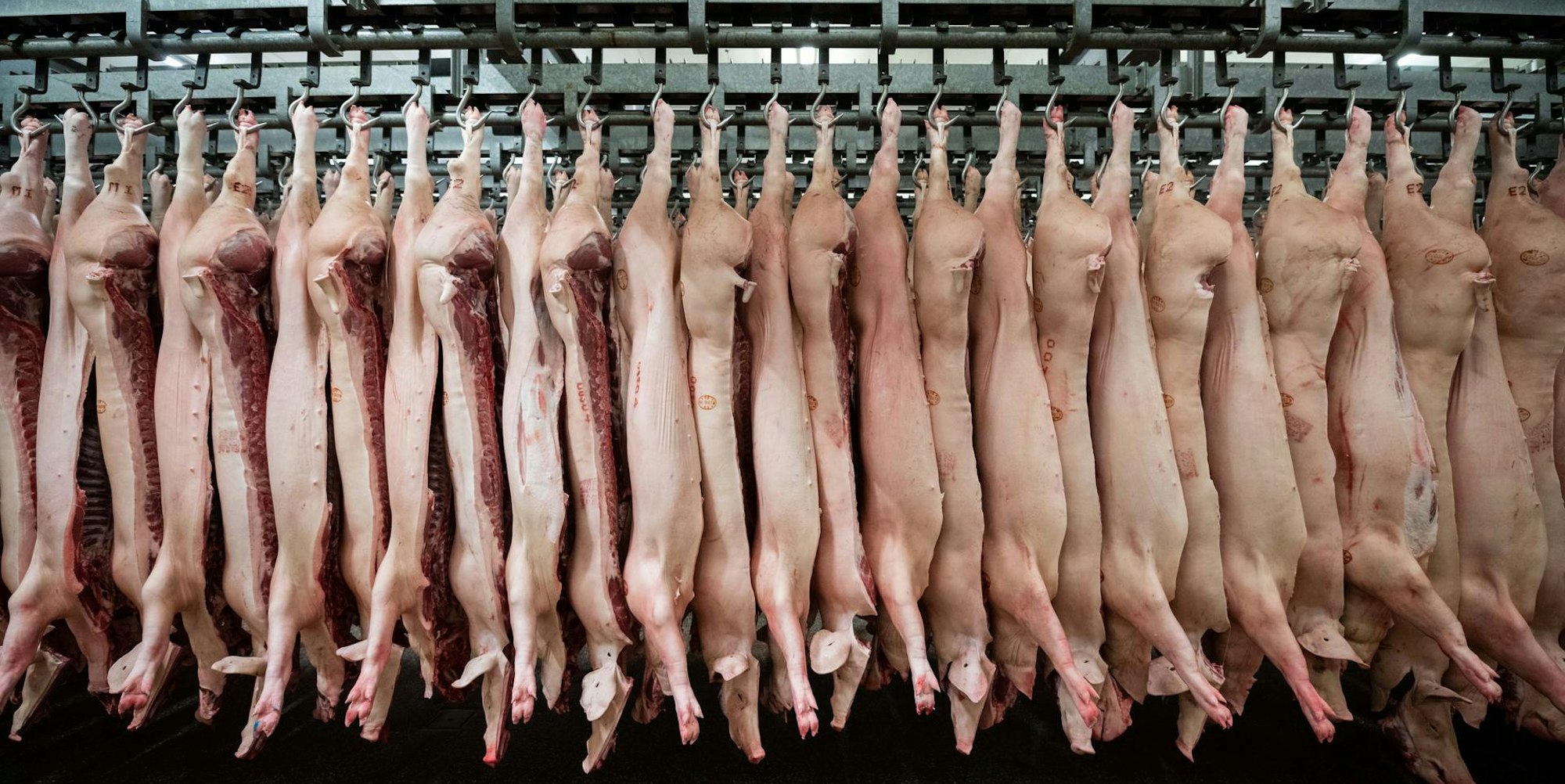 Schweine Schlachthof