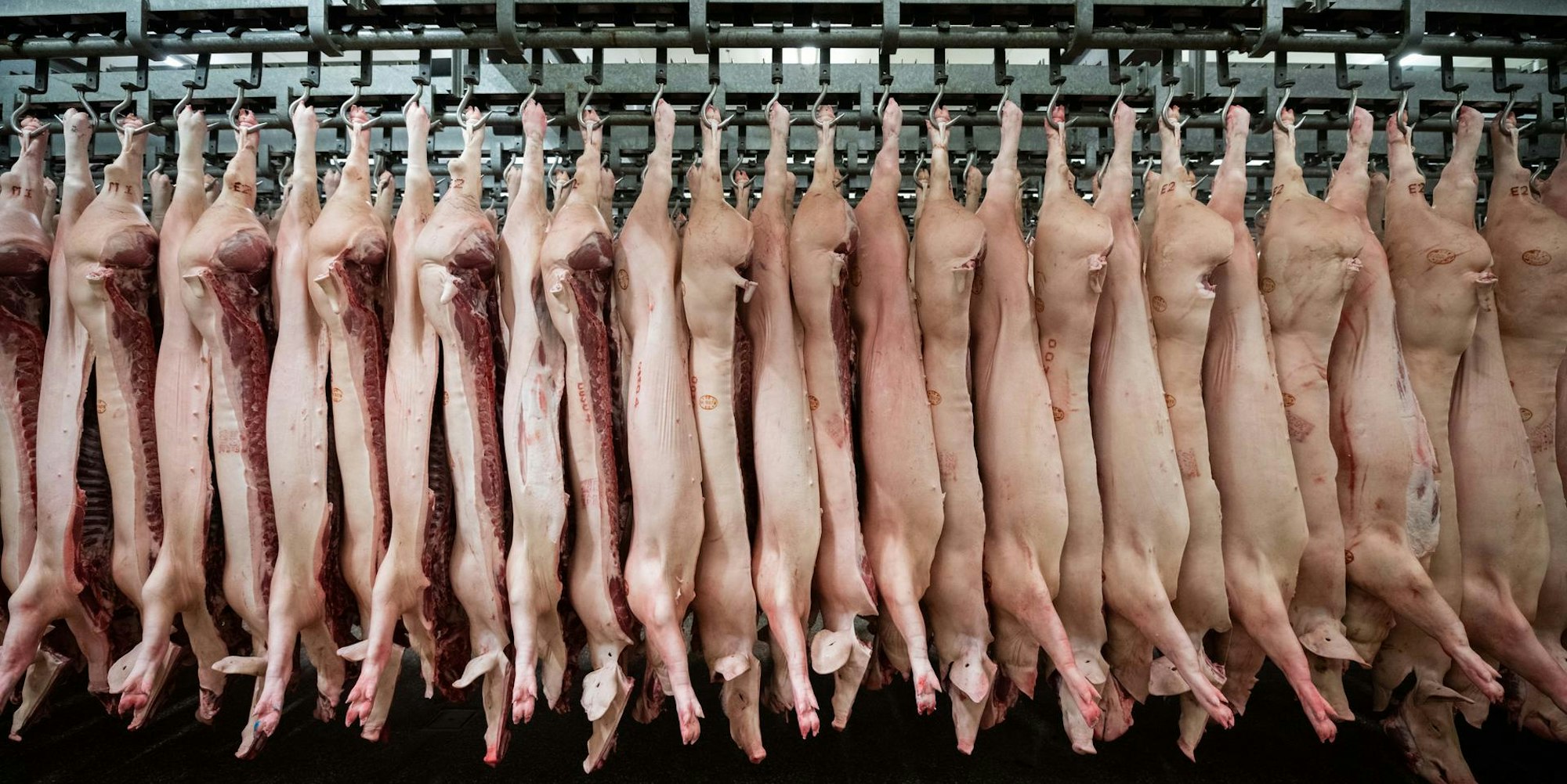 Schweine Schlachthof