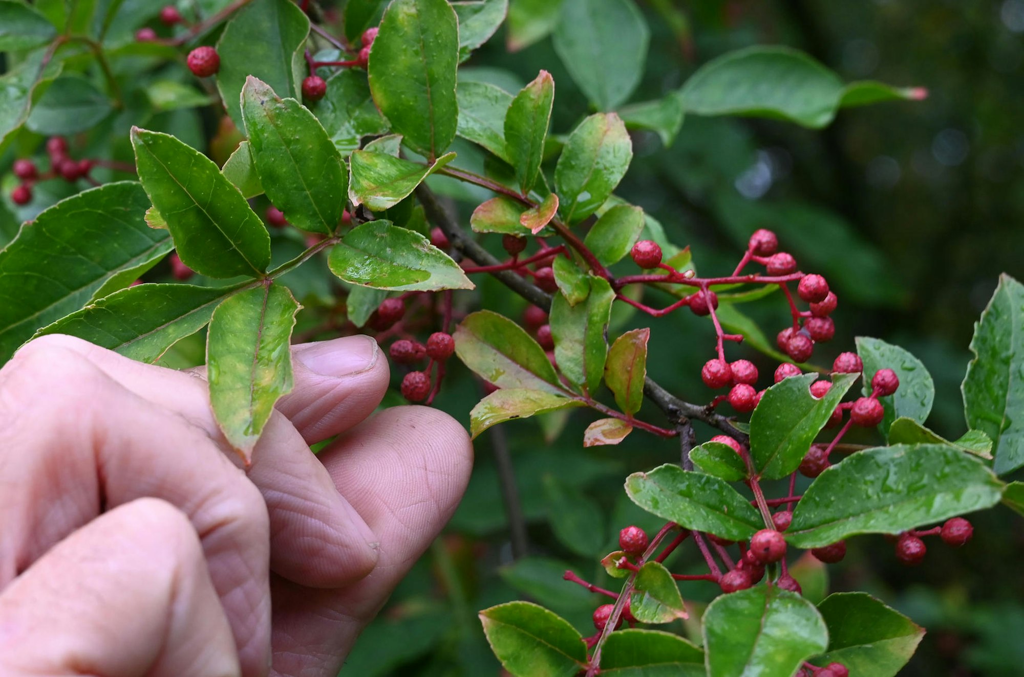 essen aus dem garten beeren