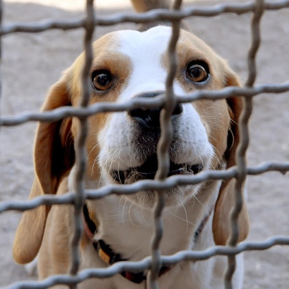 Beagle Symbolfoto 020222