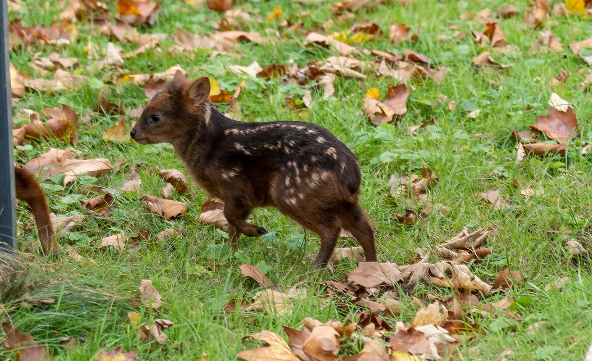 Süd-Pudu_Baby