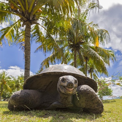 Das Aldabra-Atoll gehört zu den Seychellen und ist ein wichtiges Schutzgebiet für Meeresschildkröten.